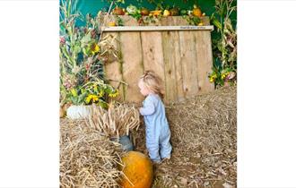 Toddler walking around hay bales at the Pumpkin Patch event at Westover Farm, family friendly, children's activities, Halloween event, what's on, Isle
