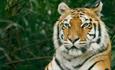 Tiger at Wildheart Animal Sanctuary, Attraction, Sandown, Isle of Wight