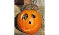 Meerkat peeking inside of a pumpkin at Monkey Haven, October half term Halloween event, what's on, Isle of Wight