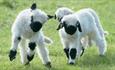 Lambs in a green field at West Wight Alpacas and Llamas, Things to Do, family activities, animals.