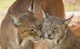 Two Eurasian Lynx at Wildheart Animal Sanctuary, Attraction, Sandown, Isle of Wight