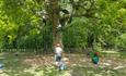 Group of people climbing tree, Isle of Wight, Things to Do, Tree climbing, Appley Park, Ryde, Goodleaf