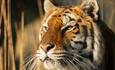 Tiger at Wildheart Animal Sanctuary, Sandown, Things to Do