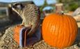 Meerkat sitting on a basket next to a pumpkin at at Monkey Haven, October half term Halloween event, what's on, Isle of Wight