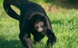 Monkey at Wildheart Animal Sanctuary, Attraction, Sandown, Isle of Wight