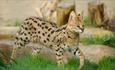 Serval at Wildheart Animal Sanctuary, Attraction, Sandown, Isle of Wight