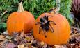 Tarantula crawling on a pumpkin at Monkey Haven, October half term Halloween event, what's on, Isle of Wight