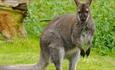 Kangaroo at Wildheart Animal Sanctuary, Attraction, Sandown, Isle of Wight