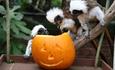 Monkeys playing with a pumpkin at at Monkey Haven, October half term Halloween event, what's on, Isle of Wight