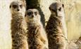 Meerkats at Wildheart Animal Sanctuary, Attraction, Sandown, Isle of Wight