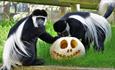 Monkey's playing with a pumpkin at Monkey Haven, October half term Halloween event, what's on, Isle of Wight