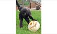 Monkey playing with a pumpkin at Monkey Haven, October half term Halloween event, what's on, Isle of Wight