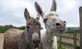 Two donkeys in the paddock at Isle of Wight Donkey Sanctuary, attraction, Wroxall