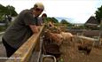 Goats at Permaculture Island, Isle of Wight Biosphere Festival, learning, family activities, art, nature, island wide, local events, what's on