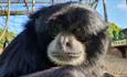 Bog the Siamang at Monkey Haven, sanctuary, Isle of Wight, Things to Do