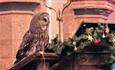 Isle of Wight, Christmas Tree festival, Brighstone, Owl at Mottistone