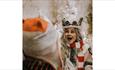 Holly the Husky, Christmas at Tapnell Farm Park, What's On
