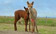 West Wight Alpacas