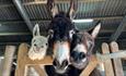 Isle of Wight, Things to do, Donkey Sanctuary Spring Fete, Three donkeys looking over gate down towards camera.