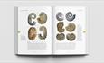 Images of fossils within the Isle of Wight Fossils and Geology Field Guide, dinosaur fossils, family friendly, things to do, activities