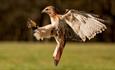 Falcon flying at Tapnell Farm Park, Yarmouth, events, things to do