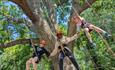 Three Children in harnesses hanging from tree, Isle of Wight, Things to Do, Tree climbing, Appley Park, Ryde,