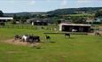 Donkeys in the paddock at Isle of Wight Donkey Sanctuary, attraction, Wroxall