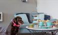 Dog sitting next to a table with afternoon tea at Luccombe Hall Hotel, sister hotel next door to Luccombe Manor, Shanklin, Isle of Wight, Hotel, seasi