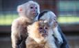 Three monkeys at Monkey Haven, sanctuary, Isle of Wight, Things to Do