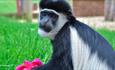 Colobus monkey at Monkey Haven, sanctuary, Isle of Wight, Things to Do