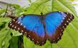Isle of Wight, Things to do, Medina Garden Centre and Butterfly World, Blue Patterned Butterfly