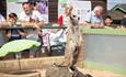 Meerkats at Monkey Haven, sanctuary, Isle of Wight, Things to Do - copyright: Jason Swain