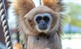 Lar Gibbons at Monkey Haven, sanctuary, Isle of Wight, Things to Do