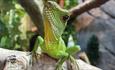 Chinese Water Dragon at Monkey Haven, sanctuary, Isle of Wight, Things to Do