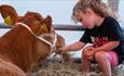 Cow and girl at the Royal Isle of Wight County Show  2023 - What's On, events