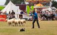 Sheep show at the Royal Isle of Wight County Show  2023 - What's On, events
