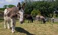 Three donkeys in the paddock at the Isle of Wight Donkey Sanctuary, attraction, Wroxall