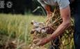 Man pulling garlic out of the ground at The Garlic Farm, local produce, food and drink, shop, restaurant, Isle of Wight