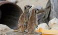 Two meerkats at Tapnell Farm Park, Things to Do, Isle of Wight