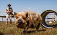 Trotter training event at Tapnell Farm Park, Yarmouth, events, things to do
