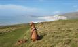Dog sitting on the cliff looking out to sea in the West Wight of the Isle of Wight, Trotting Dog, activities, walking, running, dog-friendly trails