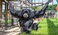 Xhabu the Siamang at Monkey Haven, sanctuary, Isle of Wight, Things to Do - copyright: Jason Swain