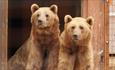 Two bears at Wildheart Animal Sanctuary, Sandown, Things to Do
