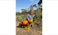 Girl putting pumpkin into a wheelbarrow at the Pumpkin Patch event at Westover Farm, family friendly, children's activities, Halloween event, what's o