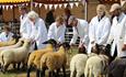 Livestock at the Royal Isle of Wight County Show  2023 - What's On, events