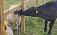 Cow meeting a sheep at Isle of Wight Rare Breeds CIC, animals, children activities, attraction, family, nature