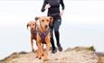 Two dogs running with their owner, Trotting Dog, Isle of Wight, activities, walking, running, dog-friendly trails