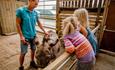 Children looking at a donkey in the animal barn at Tapnell Farm Park, Isle of Wight, attraction, family fun, activities