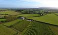 Isle of Wight, Attraction, Adgestone Vineyard, Ariel View of Vineyard