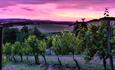 Isle of Wight, Attraction, Adgestone Vineyard, Beautiful Evening Sky